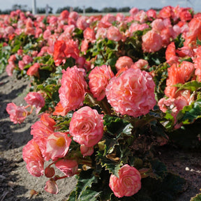 Begonia On Top Pink Halo - Begonias - Fluwel