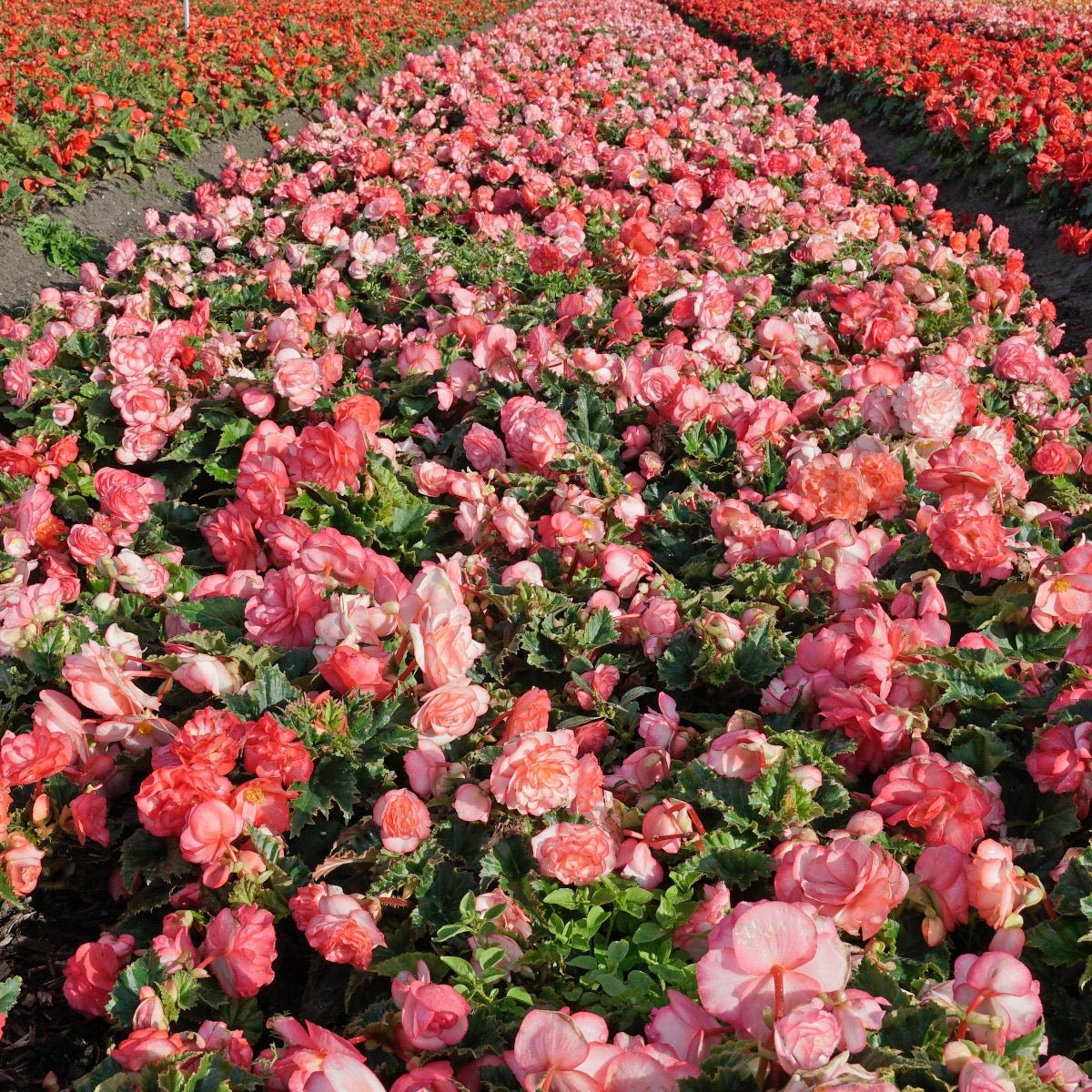 Begonia On Top Pink Halo - Begonias - Fluwel