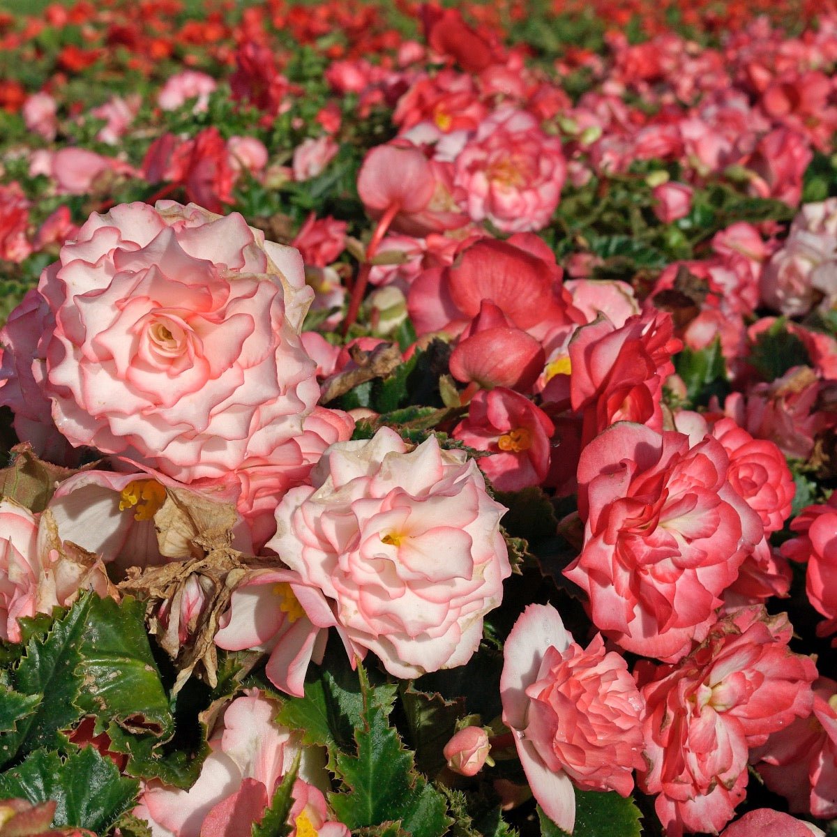 Begonia On Top Pink Halo - Begonias - Fluwel