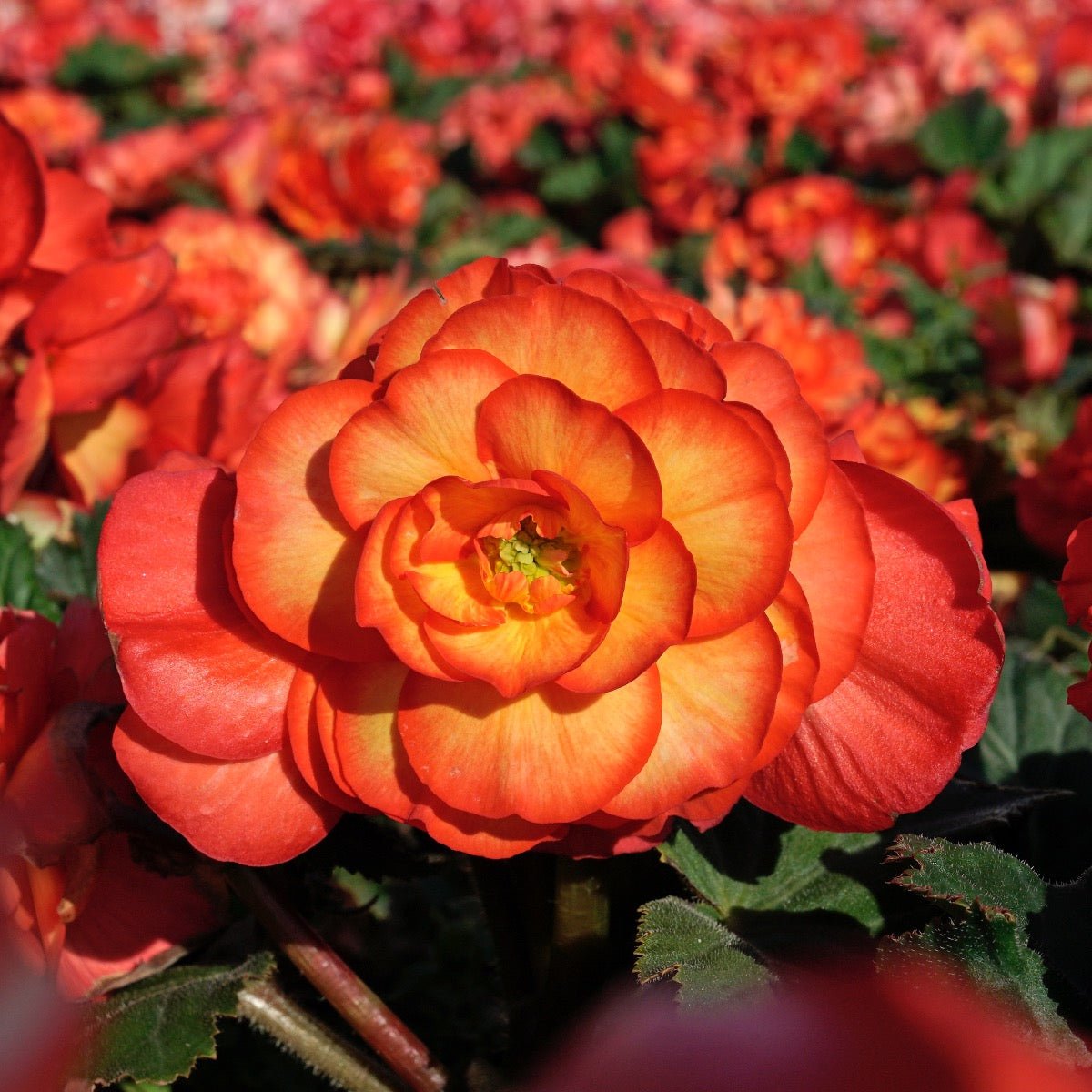 Begonia On Top Sunglow - Begonias - Fluwel