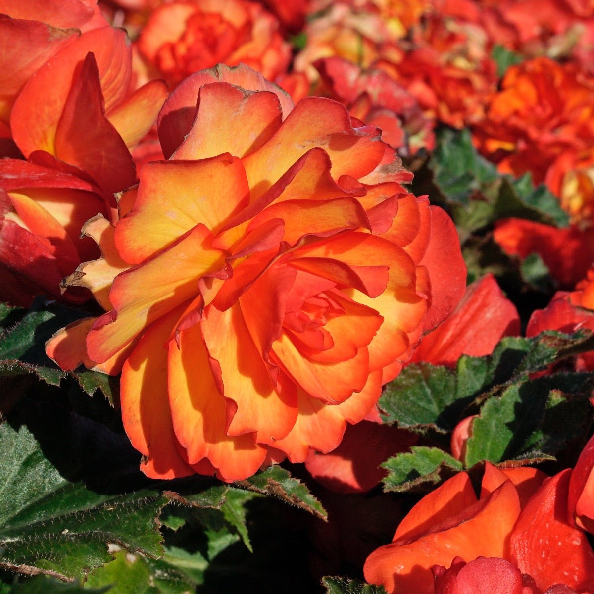Begonia On Top Sunglow - meerkleurige begonia - Fluwel