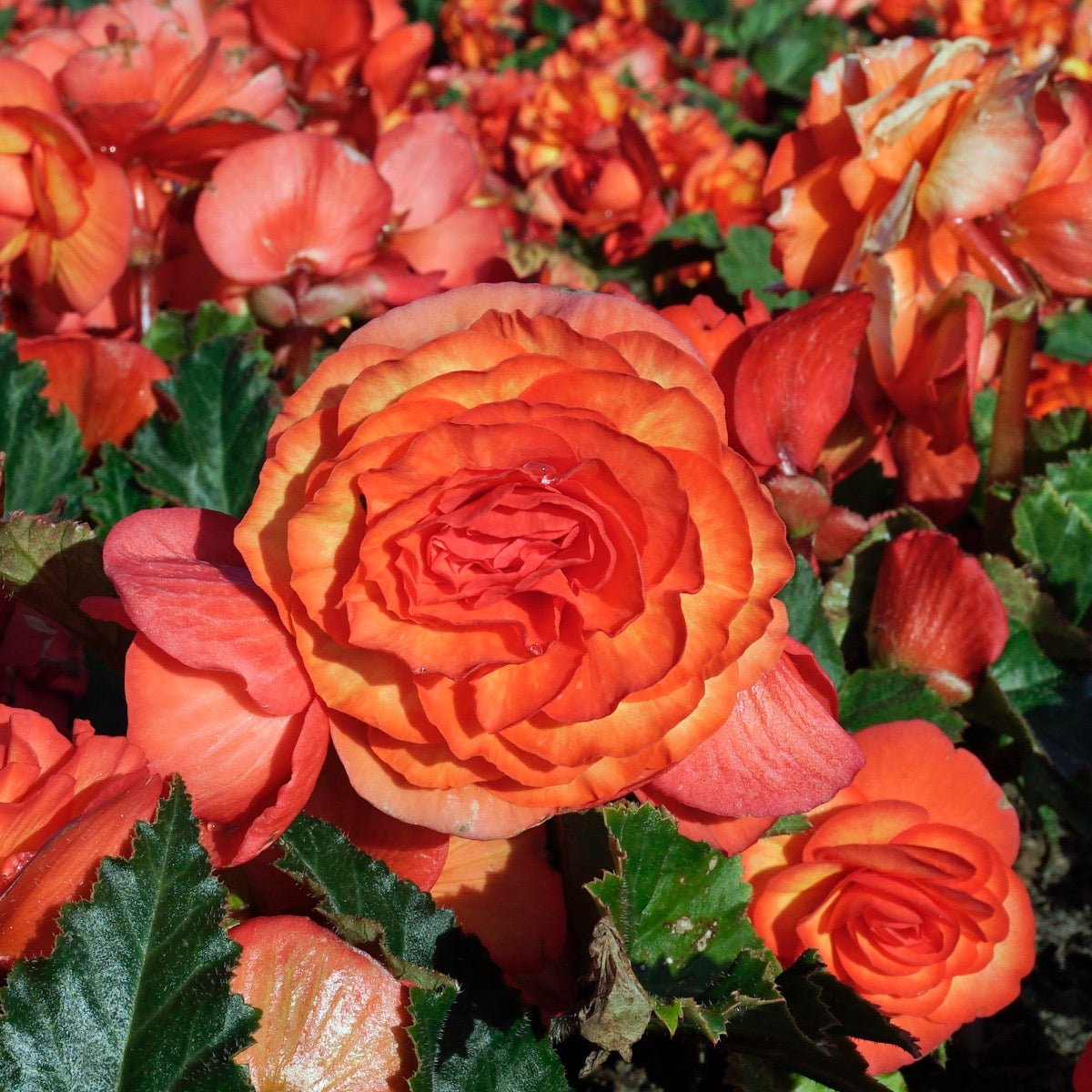 Begonia On Top Sunglow - meerkleurige begonia - Fluwel