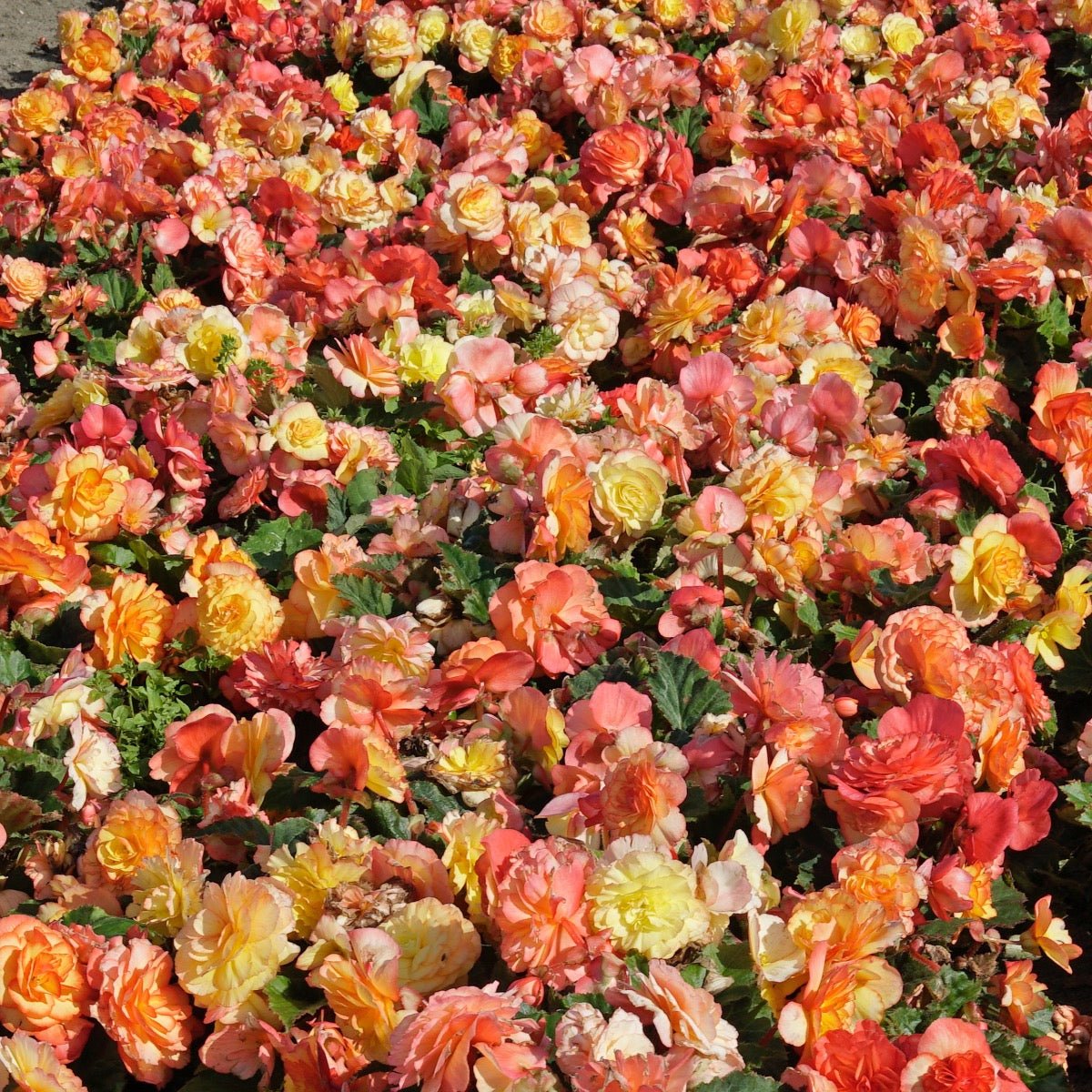 Begonia On Top Sunset Shades - meerkleurige begonia - Fluwel