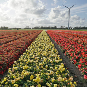 Begonia Ruffled Yellow - Begonias - Fluwel