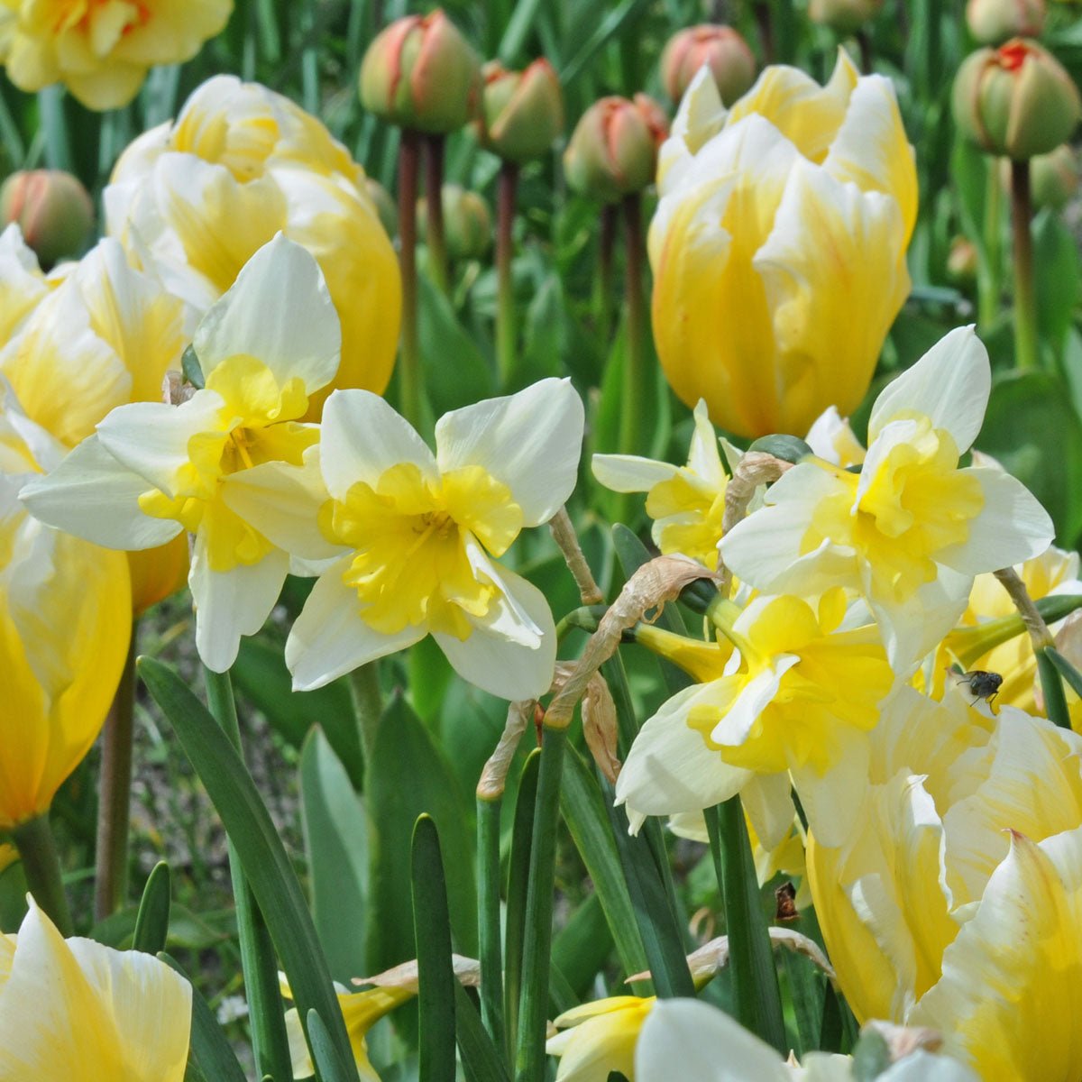 Bella Estrella - Narcissus - Fluwel