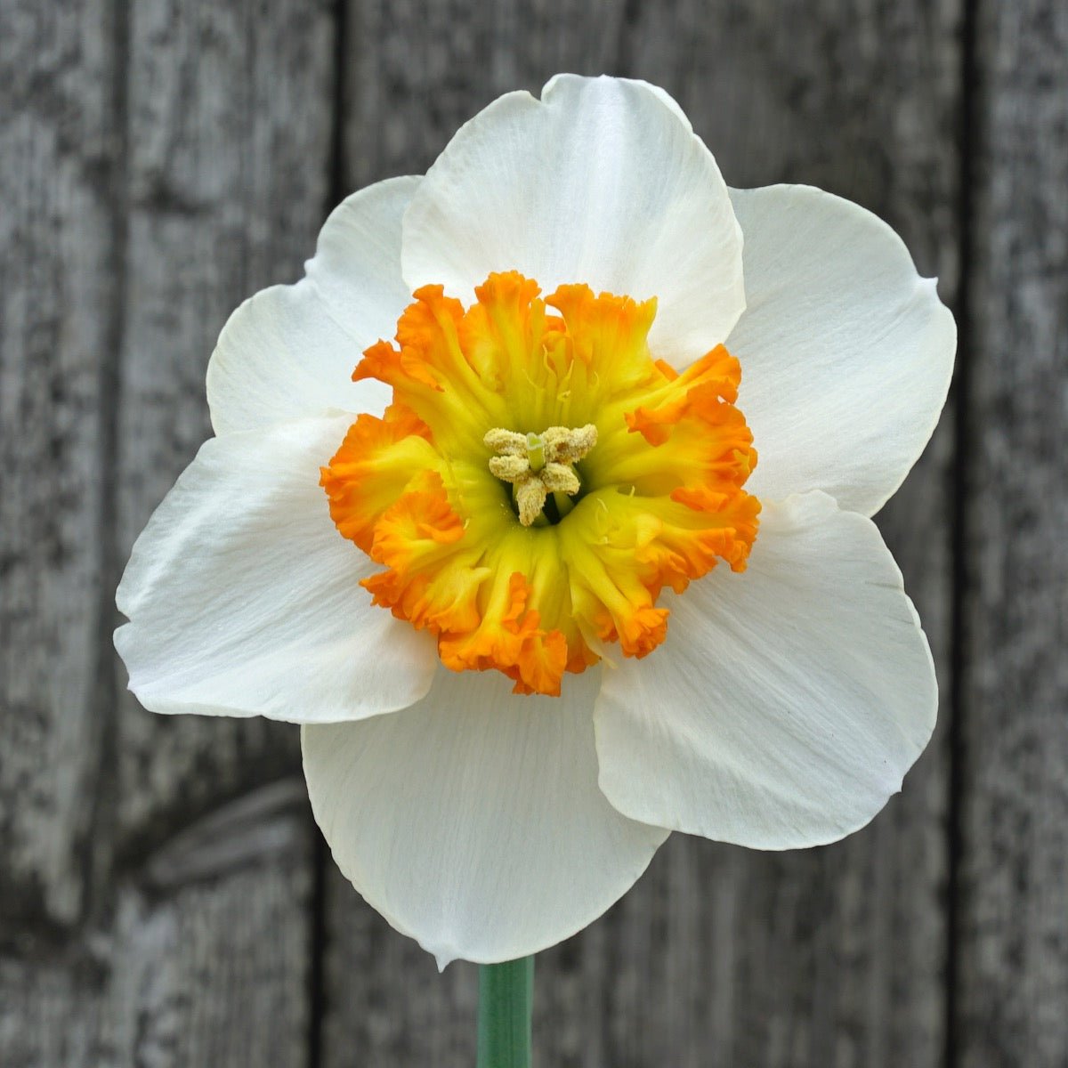 Besame Mucho - Narcissus - Fluwel