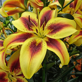 Lilium Viva la Vida (OAO)
