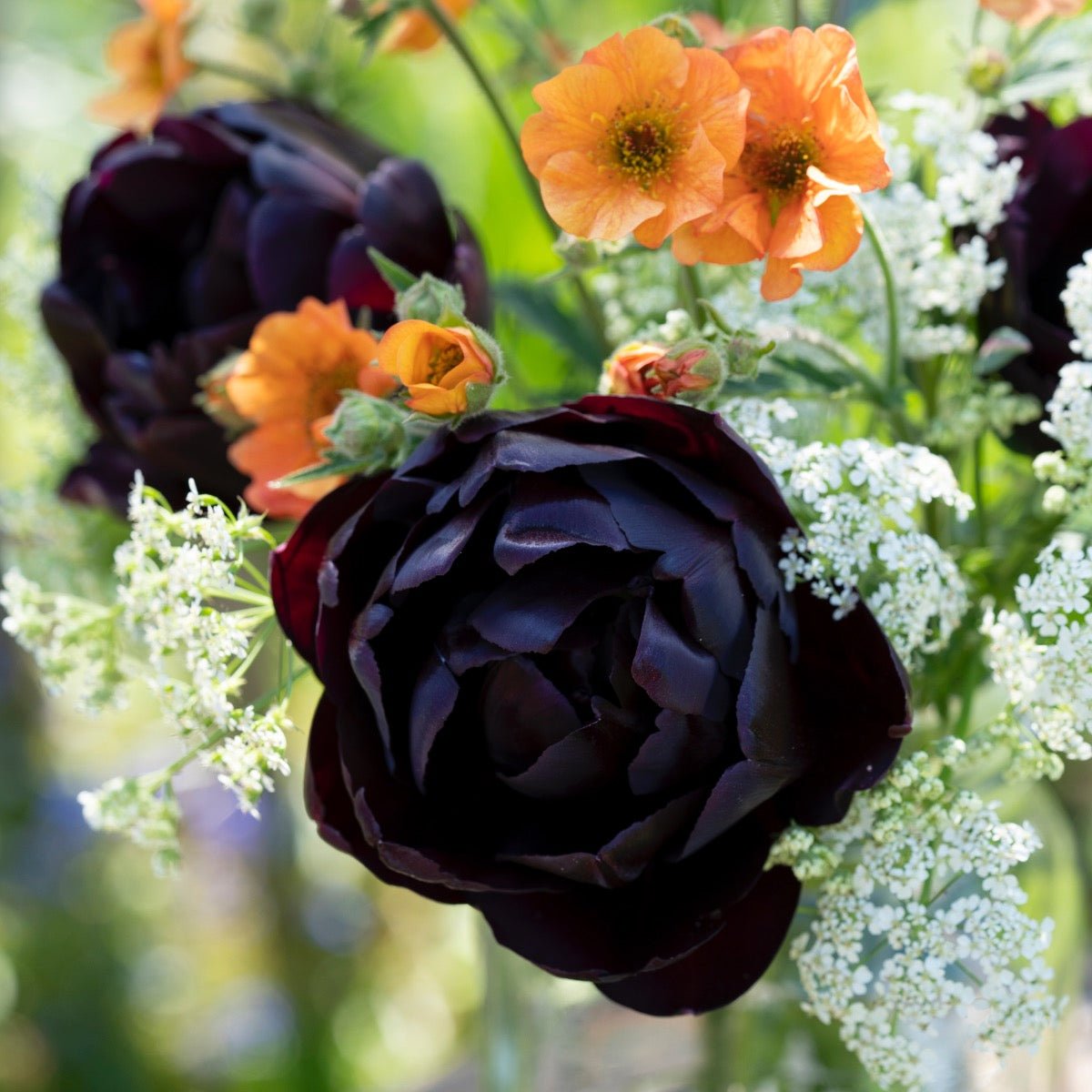 Black Hero - Tulips - Fluwel