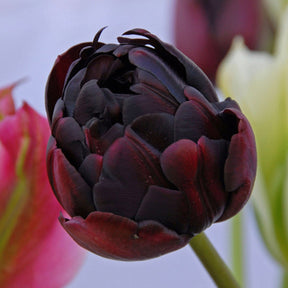 Black Hero - Tulips - Fluwel