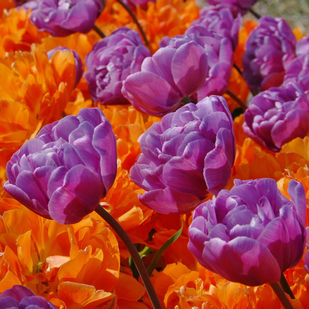 Blue Diamond - Tulips - Fluwel