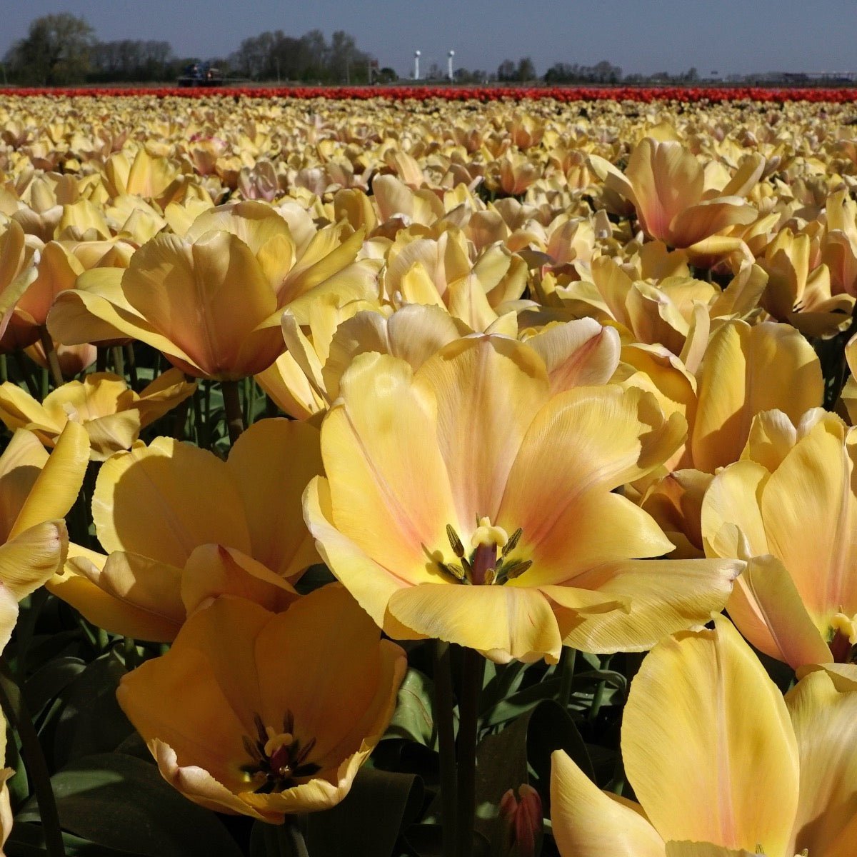Blushing Impression - Tulips - Fluwel