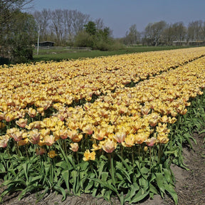Blushing Impression - Tulips - Fluwel