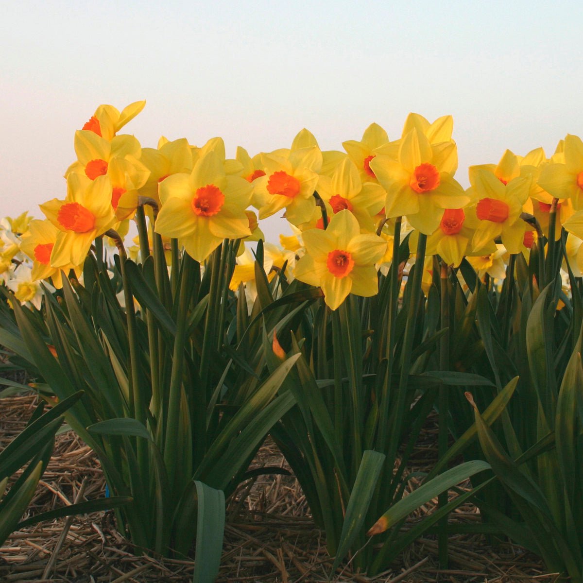 Brackenhurst - Narcissus - Fluwel