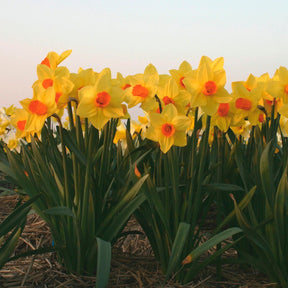 Brackenhurst - Narcissus - Fluwel