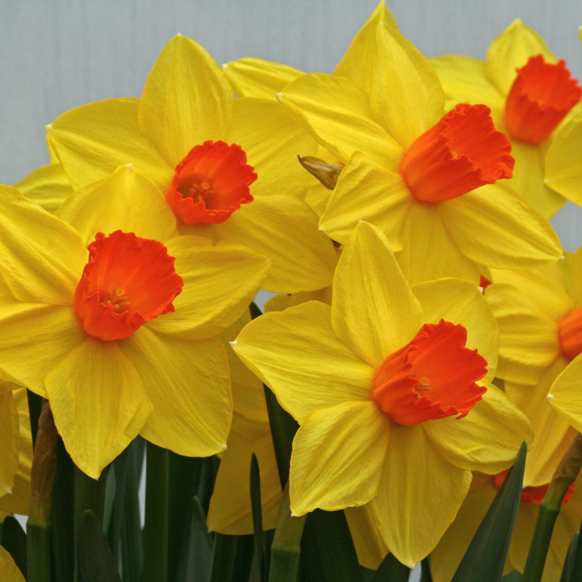 Brackenhurst - Narcissus - Fluwel