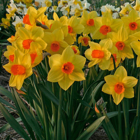 Brackenhurst - Narcissus - Fluwel