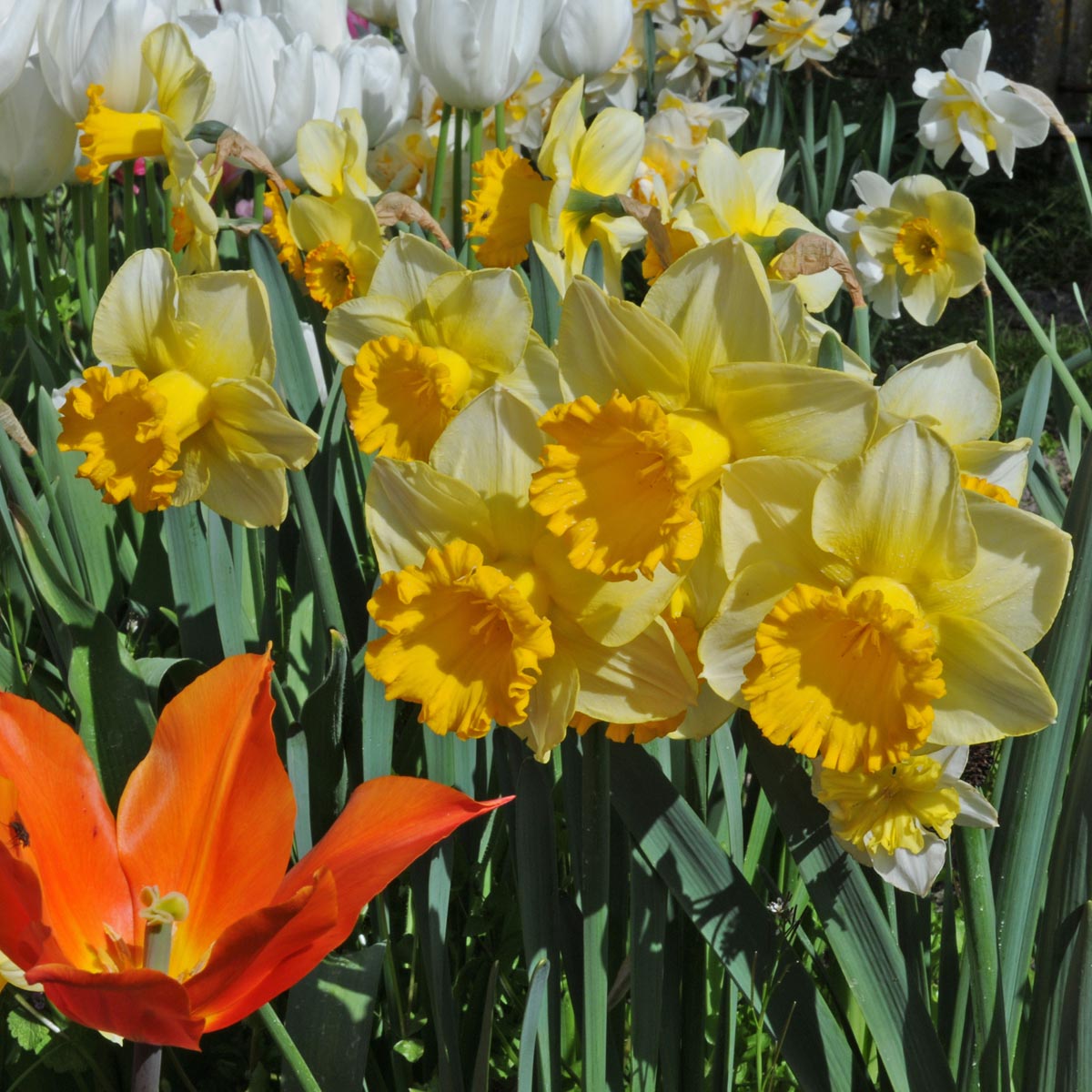 Breath of Spring - gele Trumpet narcis - Fluwel
