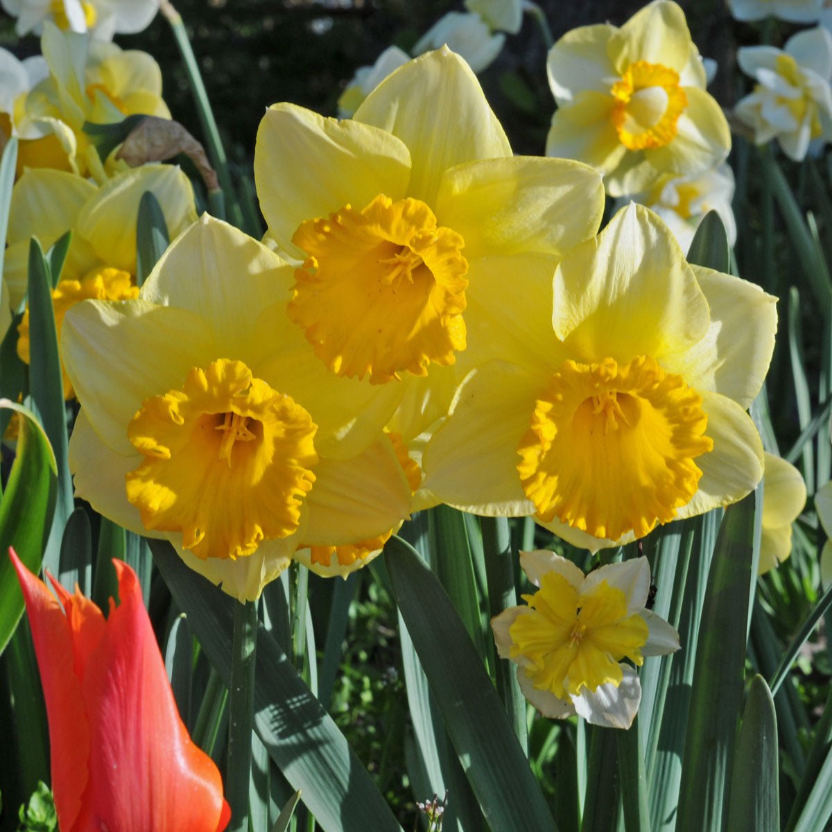 Breath of Spring - gele Trumpet narcis - Fluwel