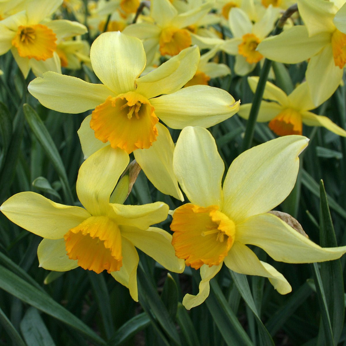Brilliancy - Special Narcissus - Fluwel