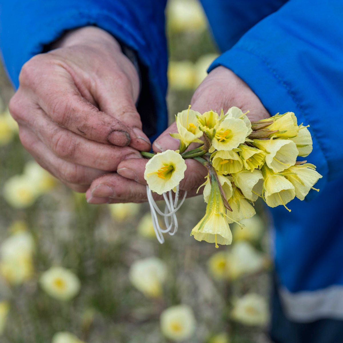 Bulbocodium Mary Poppins - witte Bulbocodium Hoop Petticoat narcis - Fluwel