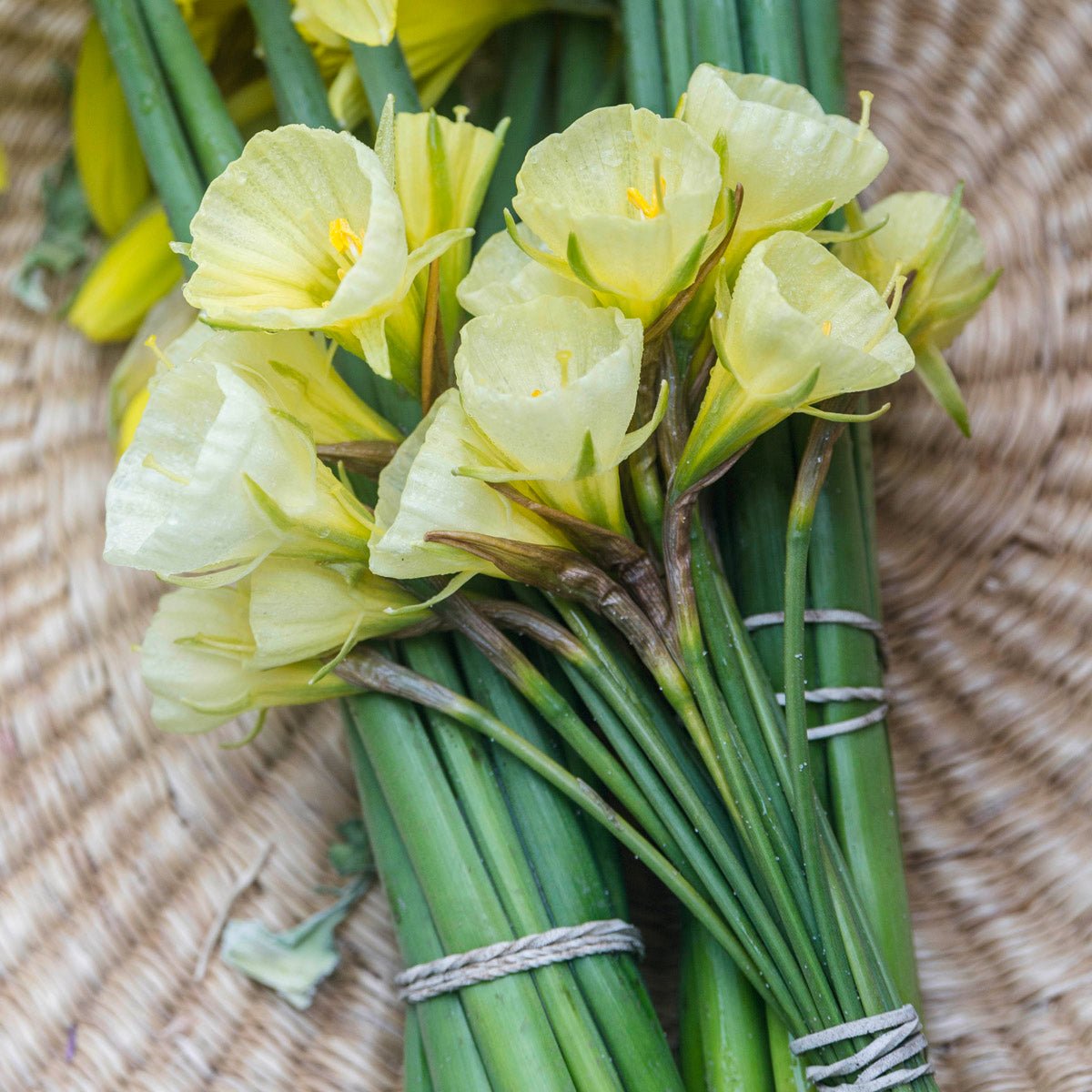 Bulbocodium Mary Poppins - Narcissus - Fluwel