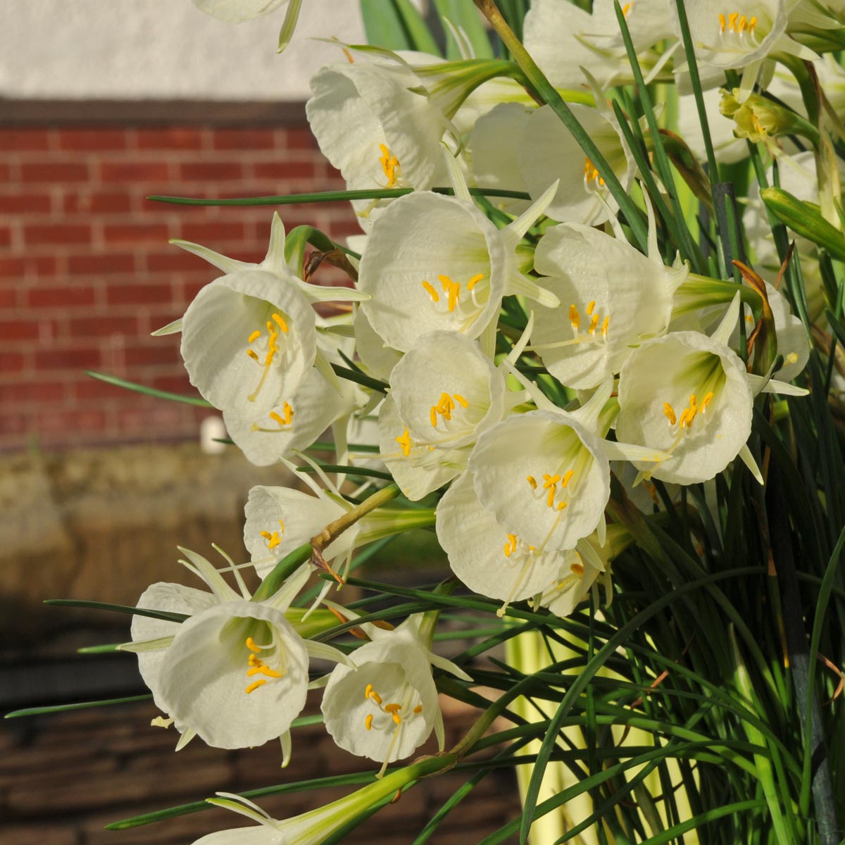 Bulbocodium Mary Poppins - witte Bulbocodium Hoop Petticoat narcis - Fluwel