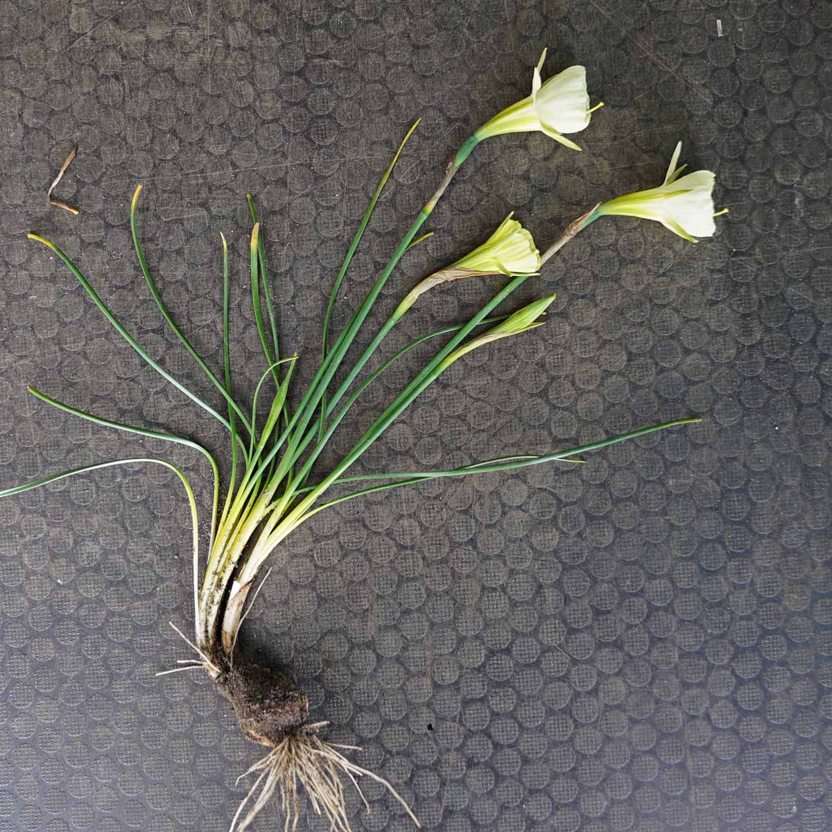 Bulbocodium Mary Poppins - witte Bulbocodium Hoop Petticoat narcis - Fluwel