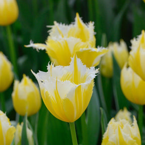 Burning Flame - Tulips - Fluwel