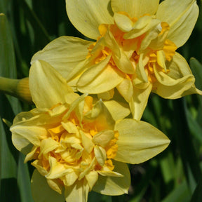 Butter & Eggs - Narcissus - Fluwel
