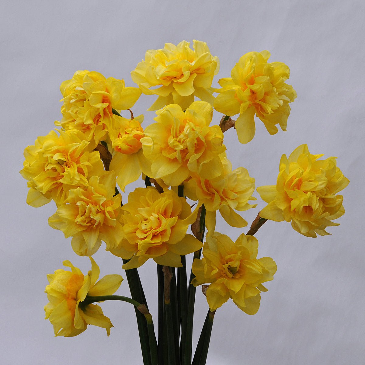 Butter & Eggs - Narcissus - Fluwel