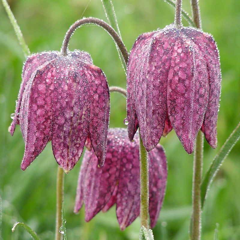 Fritillaria meleagris (Schachbrettblume)