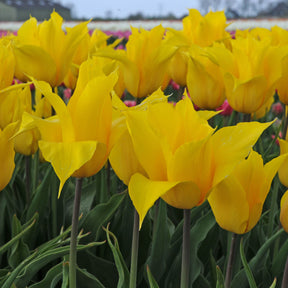 Tulipa La Perla