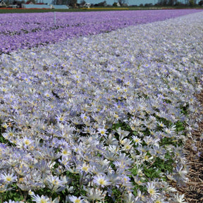 Anemone blanda Blue Splendour