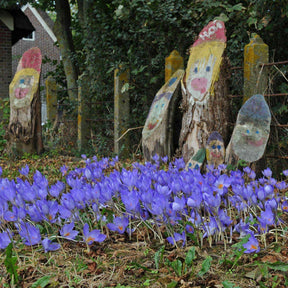 Crocus speciosus