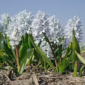 Puschkinia scilloides var. libanotica