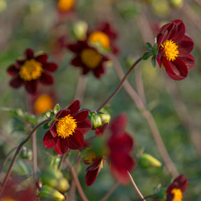Dahlie Mexican Star