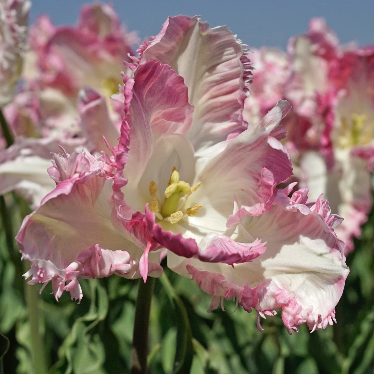 Cabanna - Tulips - Fluwel