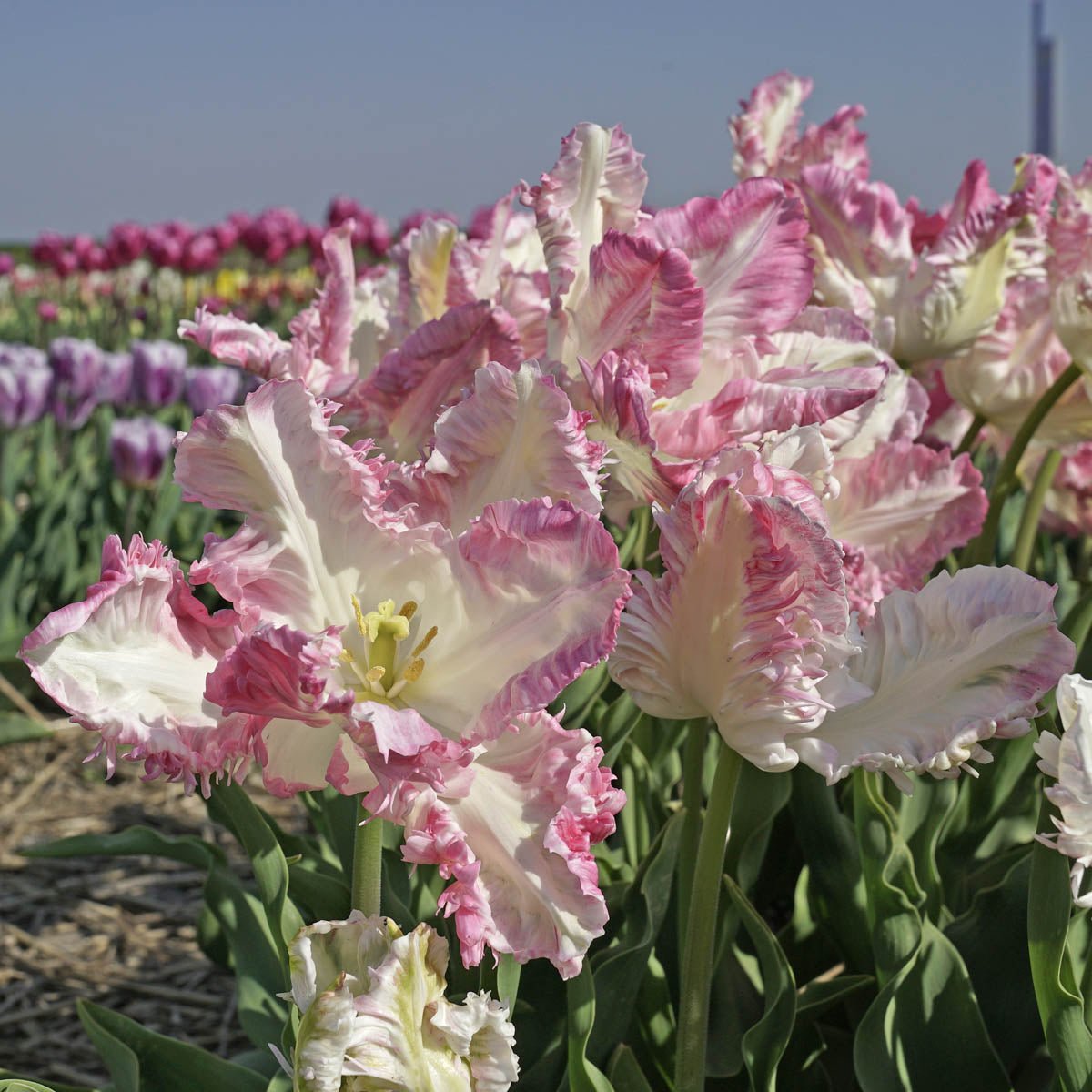 Cabanna - Tulips - Fluwel