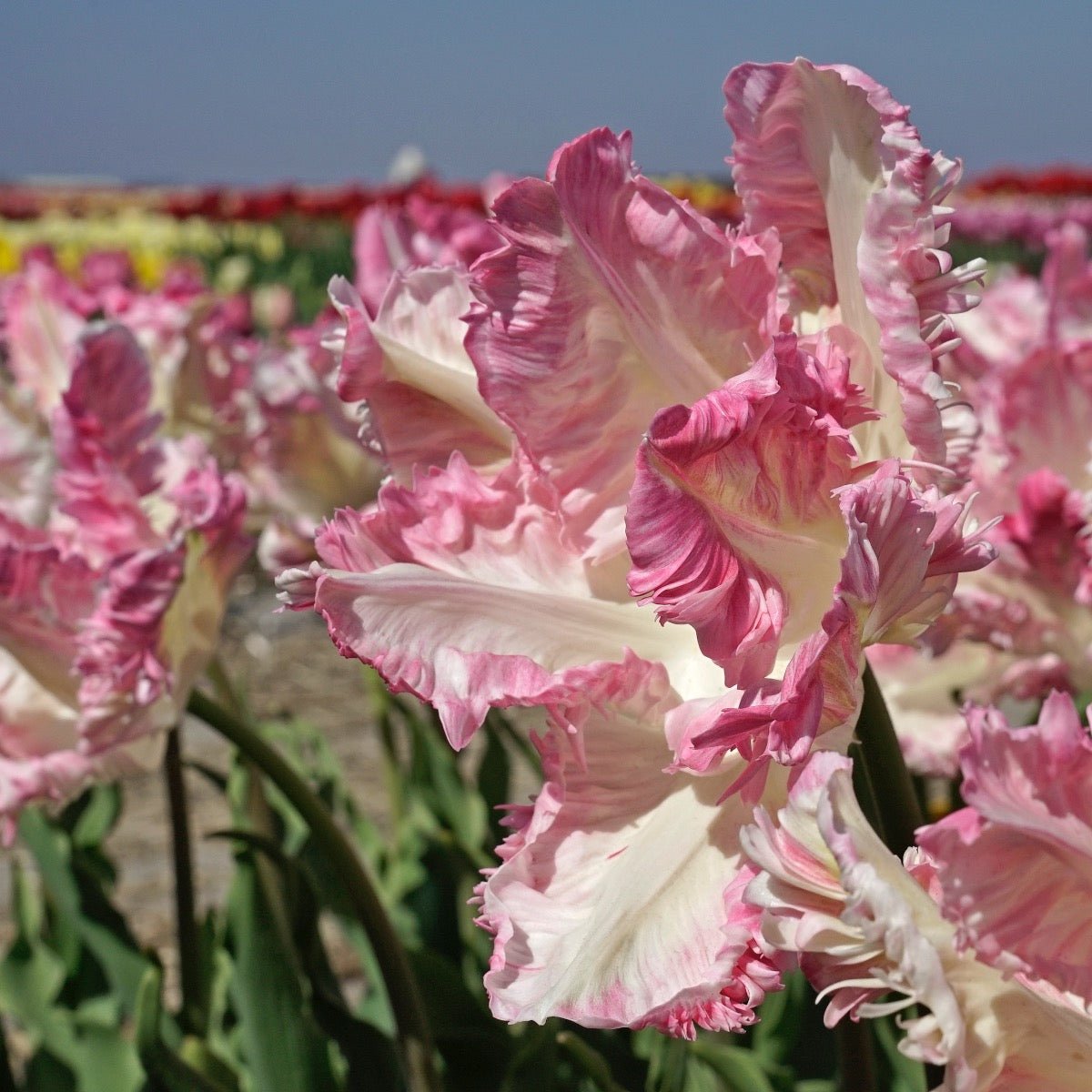 Cabanna - Tulips - Fluwel