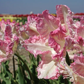 Cabanna - Tulips - Fluwel
