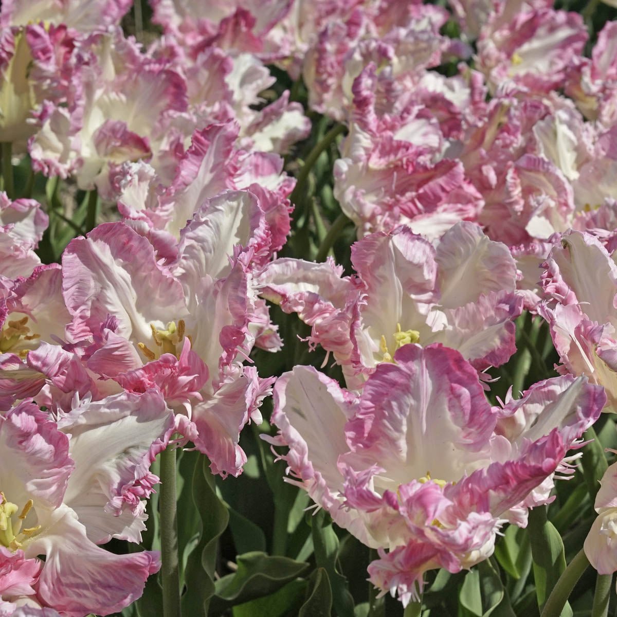 Cabanna - Tulips - Fluwel