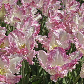 Cabanna - Tulips - Fluwel