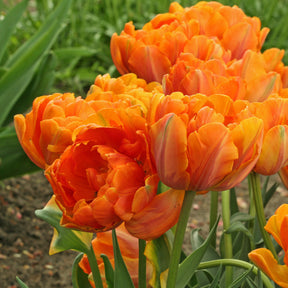 Orange Princess