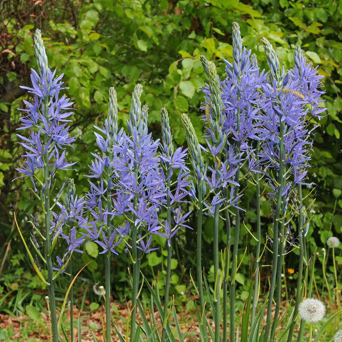 Camassia leichtlinii Blauwe Donau - blauwe camassia - Fluwel