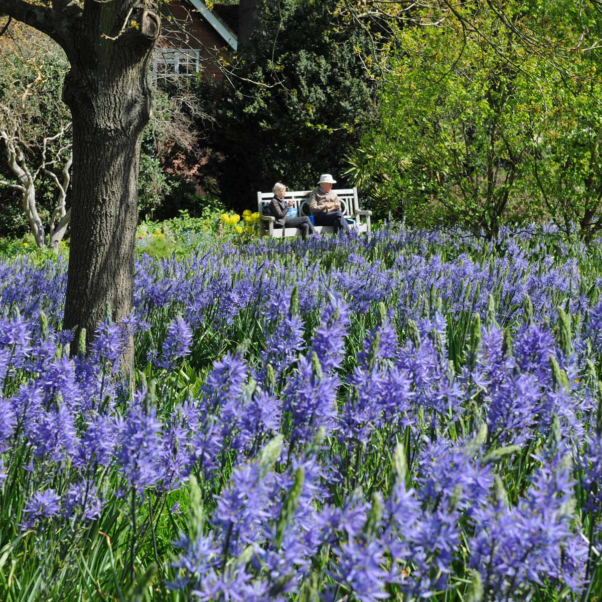 Camassia leichtlinii Blauwe Donau - blauwe camassia - Fluwel