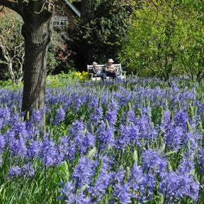 Camassia leichtlinii Blauwe Donau - Spring specialty bulbs - Fluwel