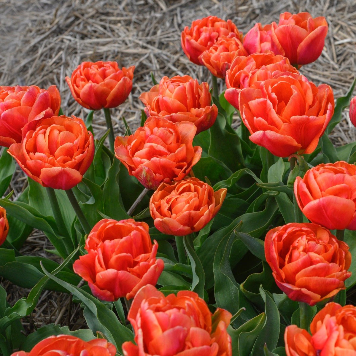 Caracas - Tulips - Fluwel