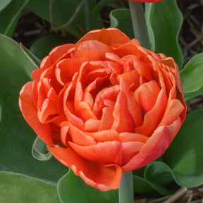 Caracas - Tulips - Fluwel