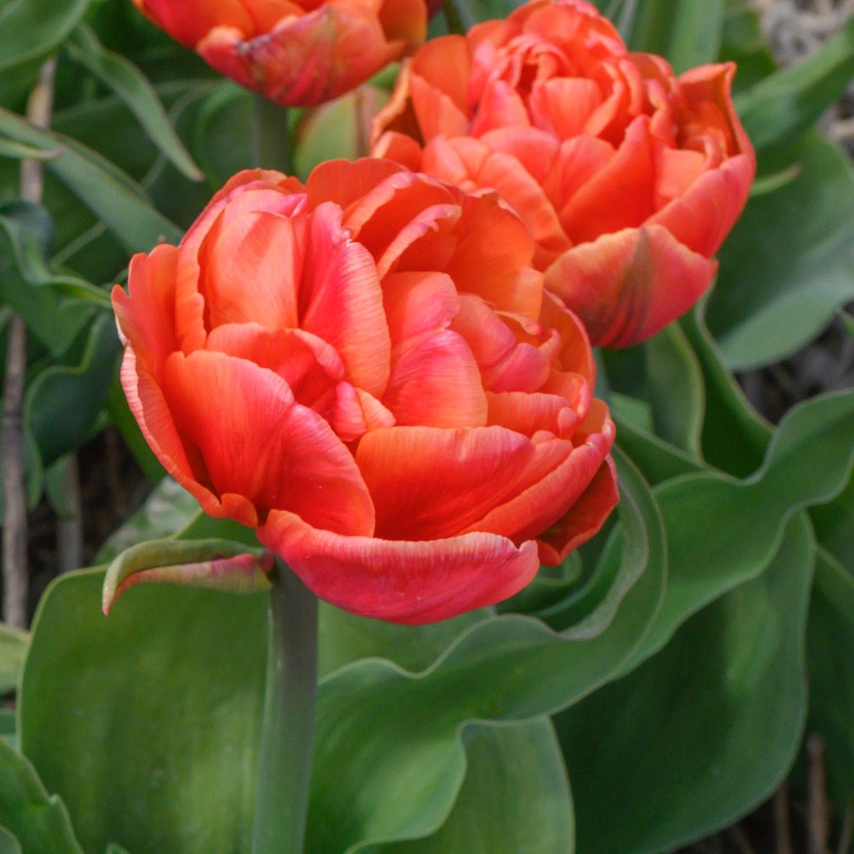 Caracas - Tulips - Fluwel