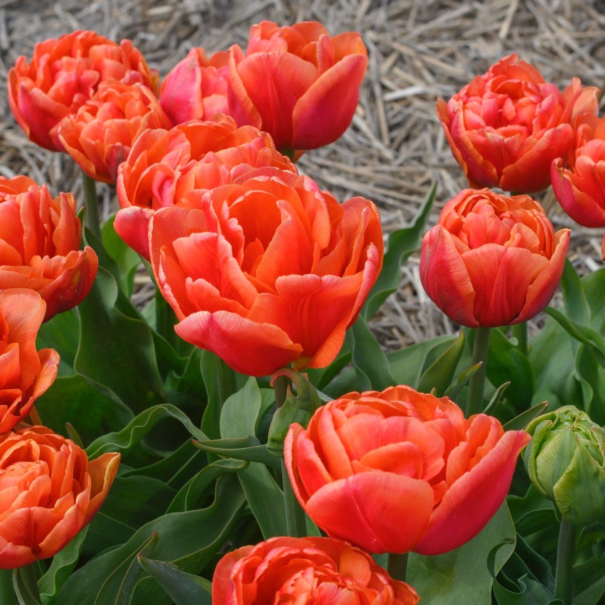 Caracas - Tulips - Fluwel